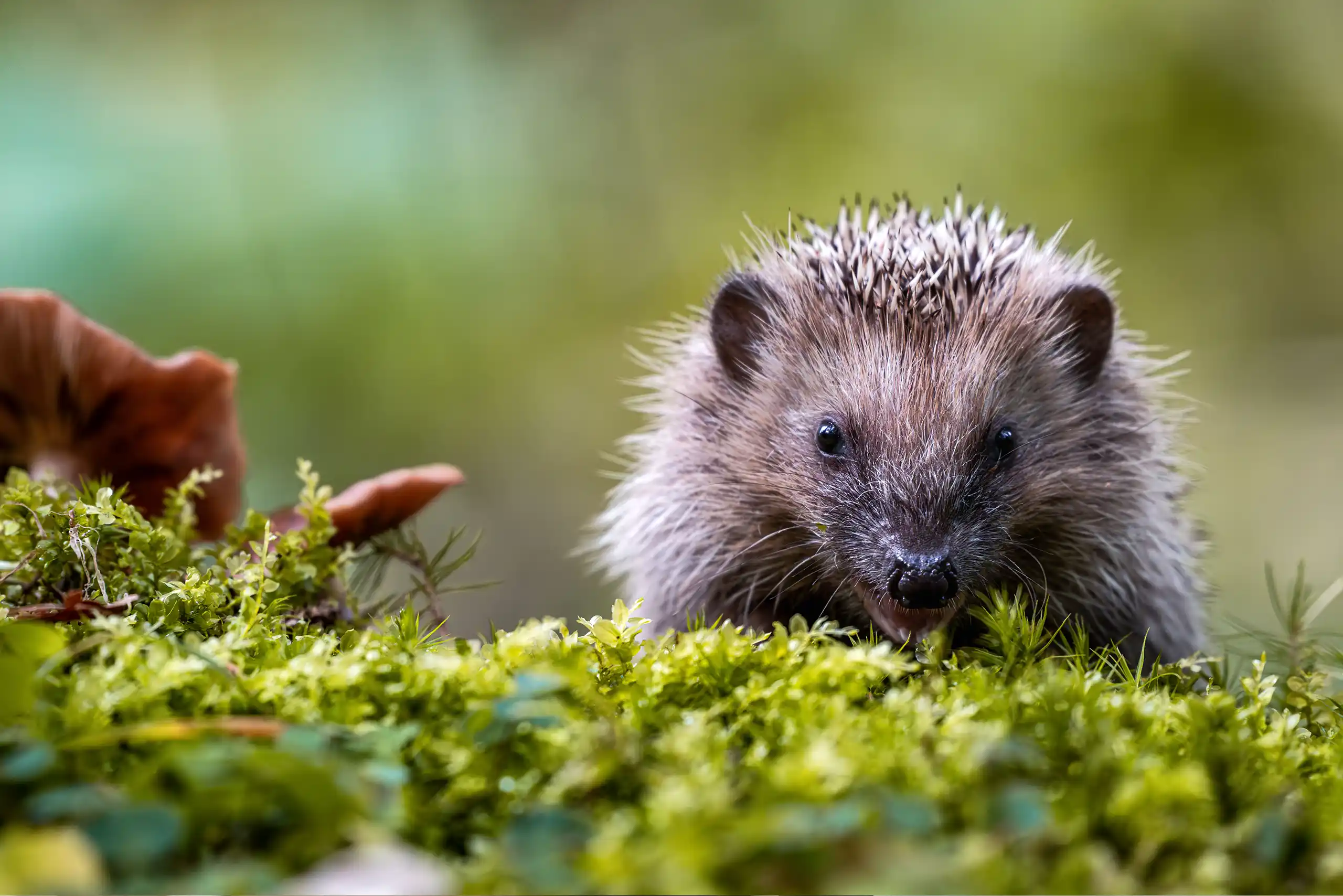 Biodiversiteit